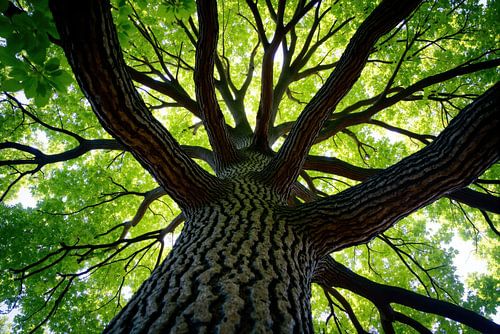 Arbre mature à feuilles caduques, Vue en contre-plongée