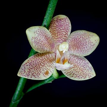 Bloem van een bloeiende orchidee met een zwarte achtergrond
