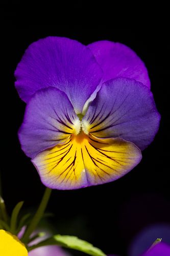 Purple violet in black