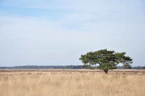 boom in de duinen van appelscha