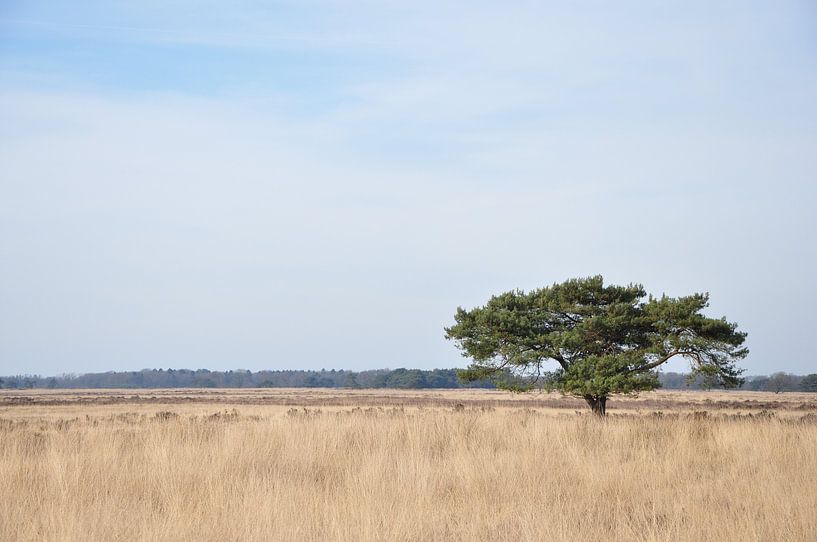boom in de duinen van appelscha by Marten Wieringa