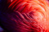 Flamingo veren