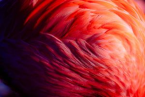 Plumes de flamant rose