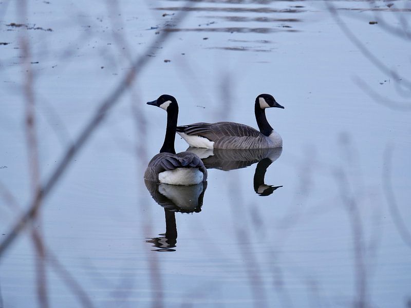 Canada geese by Judith van Wijk