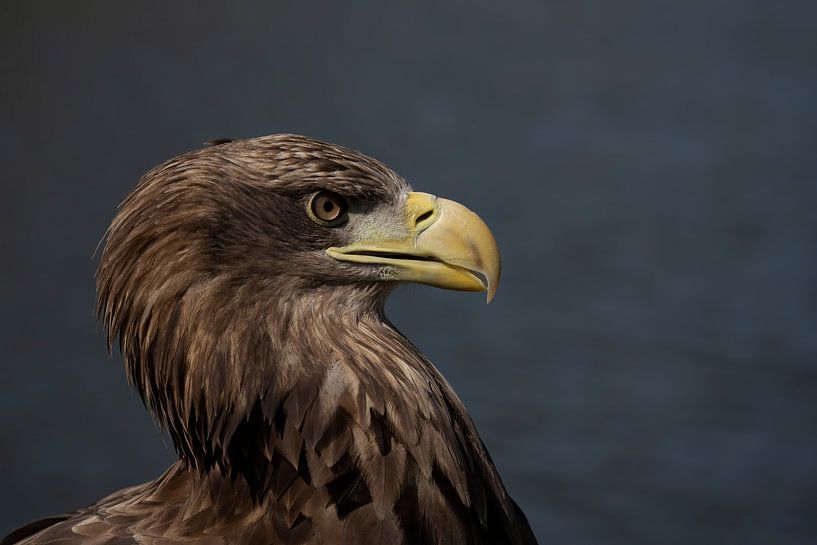 Bald eagle European by Jan van Vreede
