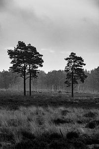 Dunes de Loonse et Drunense