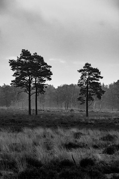Loonse and Drunense Dunes by Roy IJpelaar