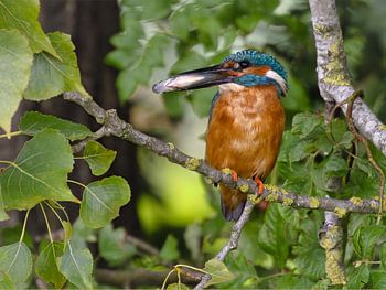 Martin-pêcheur (Alcedo atthis) avec un poisson dans le bec