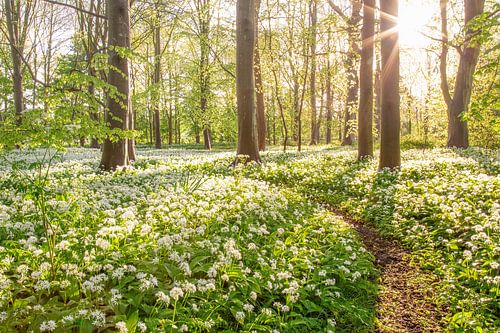 Blanket of flowers by Louise Poortvliet