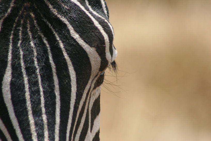 The eye of a zebra von Willy Sybesma