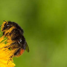 Steenhommel onder het stuif van Rick Goede