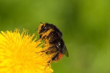 Steenhommel onder het stuif