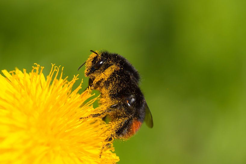 Steinhummel im Staub von Rick Goede