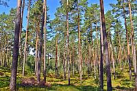 The proud elegance of the pines in the sunlight