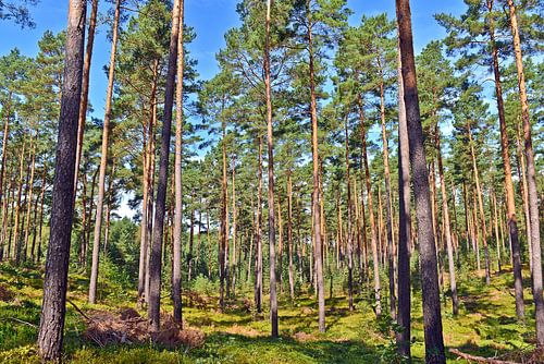 De trotse elegantie van de dennen in het zonlicht