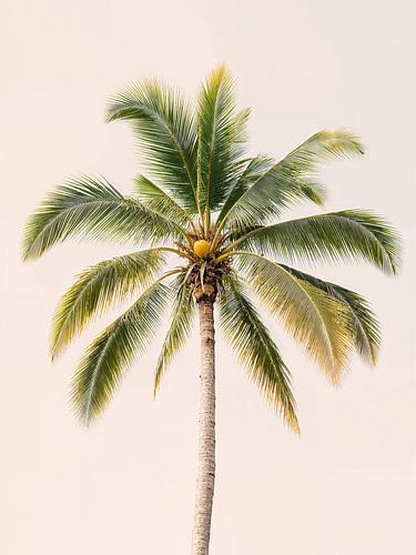 Tropical Palm Tree