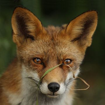 Vos / fox van Jan Katsman