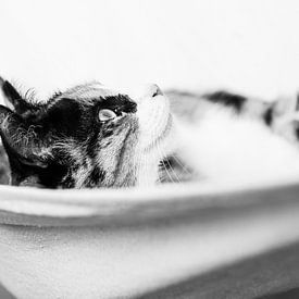 Cat in hammock by Christiaan Onrust