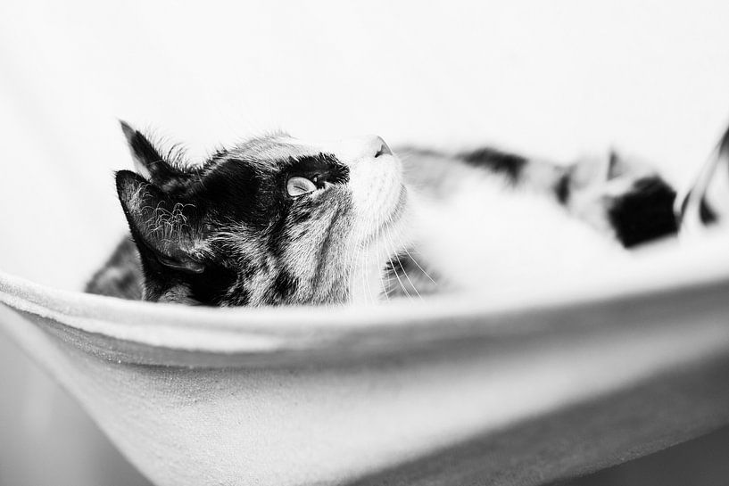 Cat in hammock by Christiaan Onrust