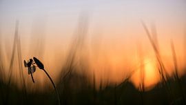 Bandheidelibel at sunrise by Erik Veldkamp