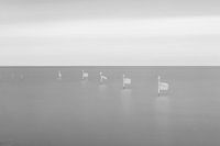 Flags in the water