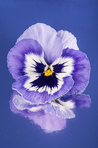 Viooltje in het blauw