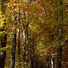 De herfst kleurt de beukenbomen met warme kleuren van Jani Moerlands