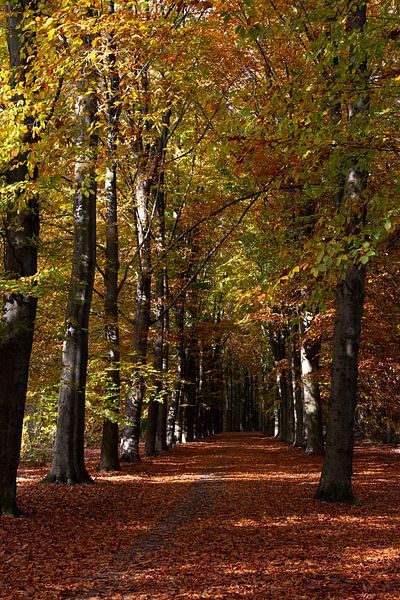 De herfst kleurt de beukenbomen met warme kleuren von Jani Moerlands