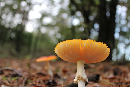 Vue de dessous champignon