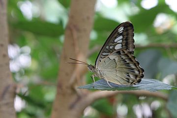 Berken vlinder van Tessa Louwerens