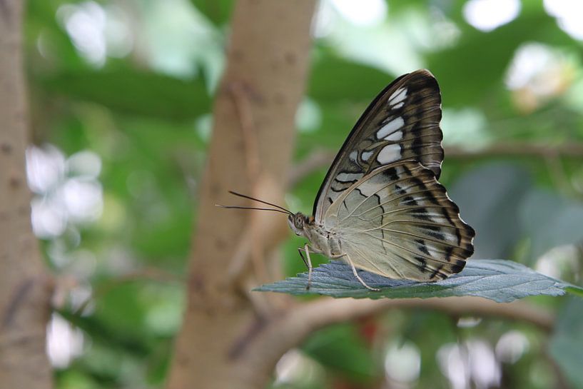 Berken vlinder von Tessa Louwerens