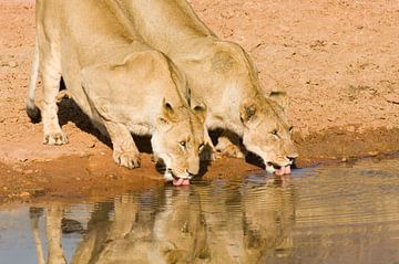 Leeuwen drinkend aan de waterpoel van Paul van Gaalen, natuurfotograaf