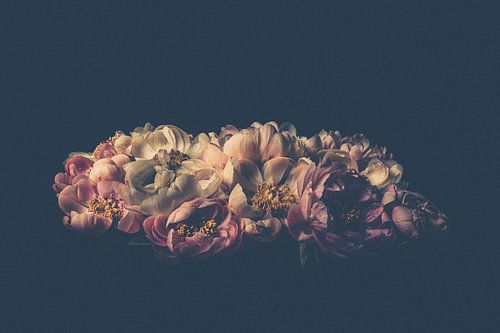 Pioenroos Foto op Canvas – Bloem Zwarte Achtergrond Fine Art Wanddecoratie 03