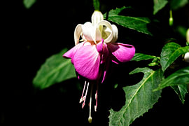 Lonely Beauty – Fuchsia in Detail by Korayu Photography