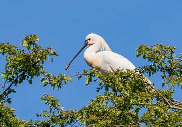 Spooner zwischen dem Grün von Merijn Loch