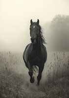 Majestätisches schwarzes Pferd im Morgennebel