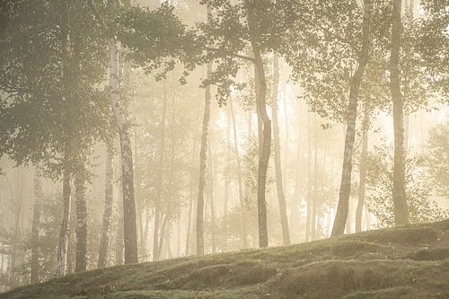 Foggy woods rising sun