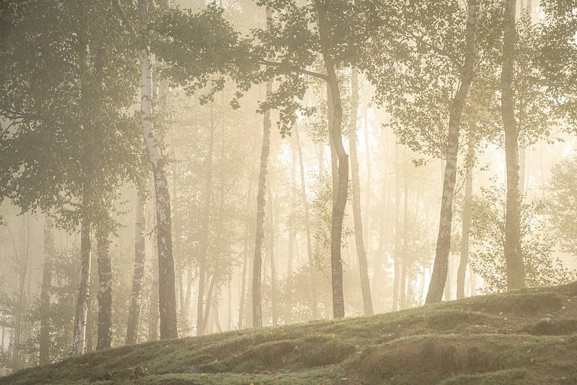 Mistige bossen opkomende zon van Bas Fransen
