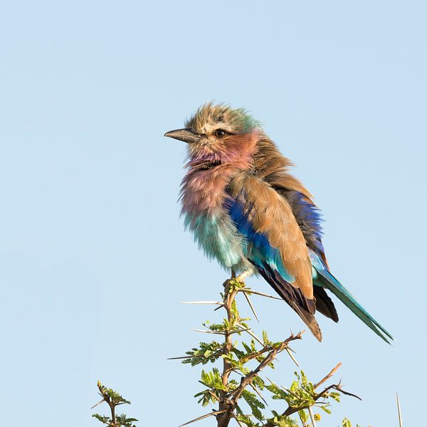Lilac Breasted Roller! by Robert Kok