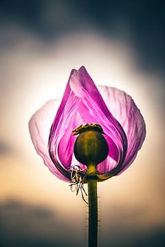 Schöne Blüte vom Lila Mohn von Fotos by Jan Wehnert