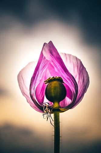 Paarse papaver