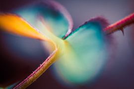 Rozenblaadjes in sprookjesachtig licht van Nicc Koch