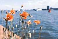 Poppies on the IJ bank