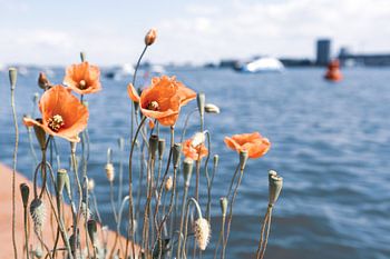 Klaprozen aan de IJ oever