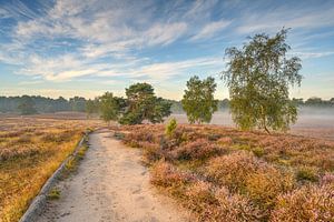 Morning sun in the heath