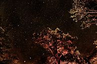Starry sky Costa Rica by Ralph van Leuveren thumbnail