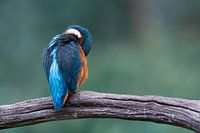 IJsvogel aan het poetsen
