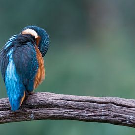 IJsvogel aan het poetsen van Christien van der Veen Fotografie