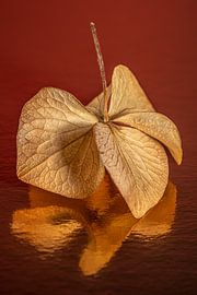 Warme kleuren: Goudbruine dansende hortensiablaadjes van Marjolijn van den Berg