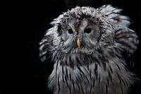 Hibou dans la nuit